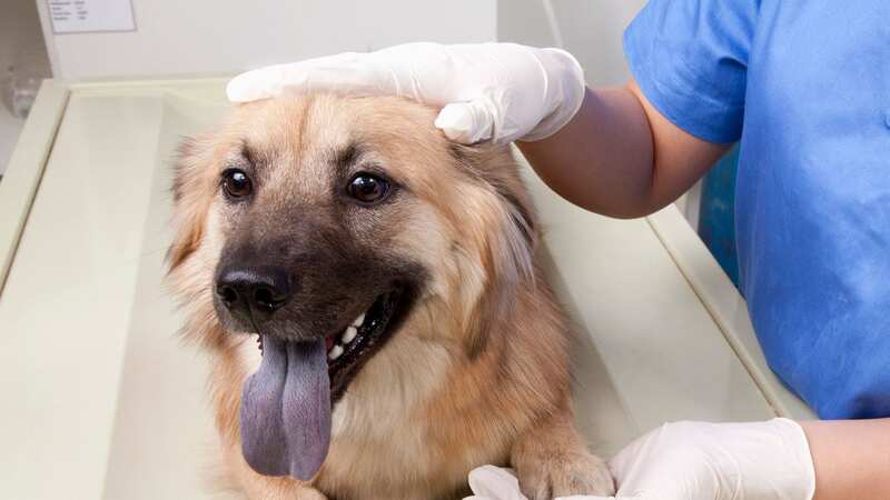 A labrador during a check up at the vet