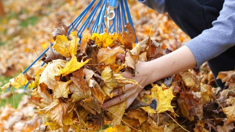 As November unfolds, there are several gardening tasks that can help you prepare your outdoor space for the colder months, while ensuring a vibrant and organised garden in the seasons to come. (Image: Getty Images)