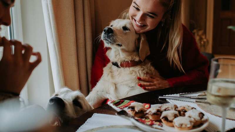 A mum says she was left with a huge vets bill after her dogs were seen gobbling a plate of mince pies (stock image) (Image: Getty Images)