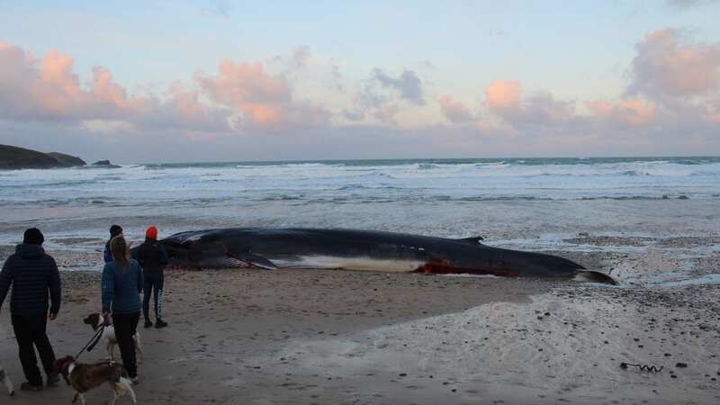 Large whale washed up on the Newquay beach (Image: Jam Press)