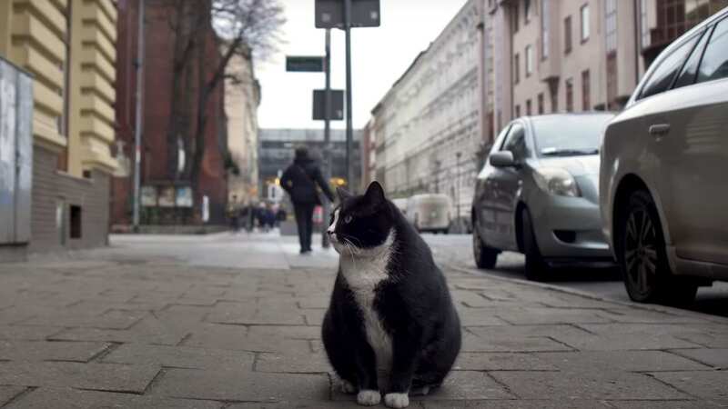 Gacek the cat (Image: wSzczecinie/Youtube)