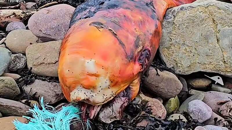 The remains of this orange fish washed up on a beach in Keiss, Scottish Highlands (Image: Credit: Gregg Jenkinson/Pen News)