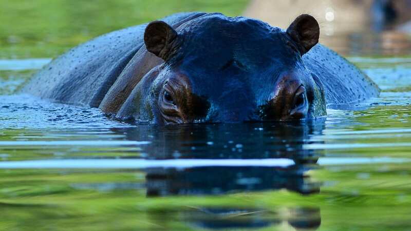 The cocaine hippos are taking over (Image: AFP via Getty Images)