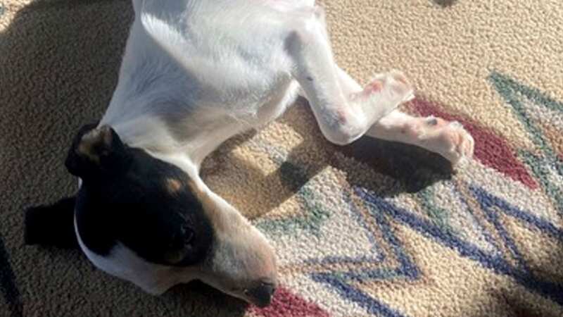 This image provided by Dana Holby shows her Jack Russell terrier Finney shortly after returning from the mountains, as the dog started to gain weight back (Image: AP)