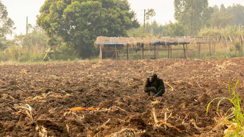 Chimp sits in field in Bulindi, Uganda (Image: © BBC Studios/Abigail Lees)