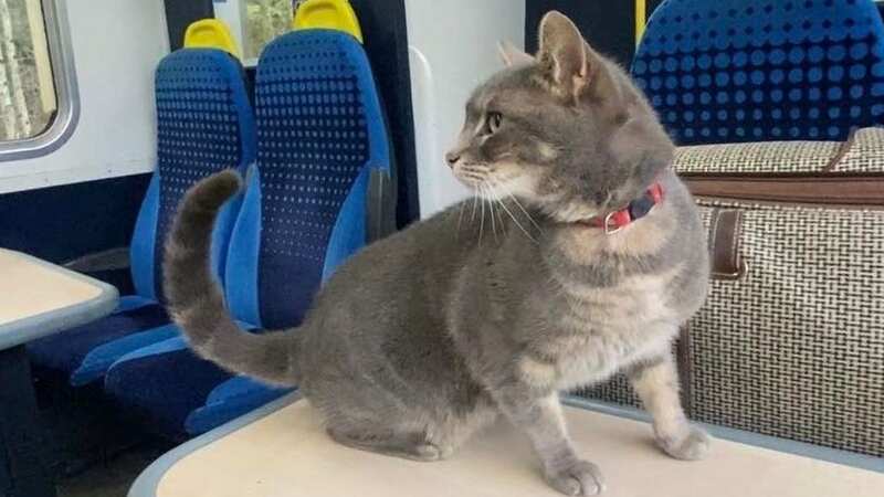 Lenny pictured on the train (Image: Jamie Lynn Steele)