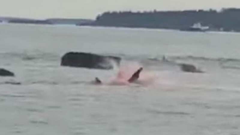 Great white shark attack leaves tourists screaming in terror as water turns red