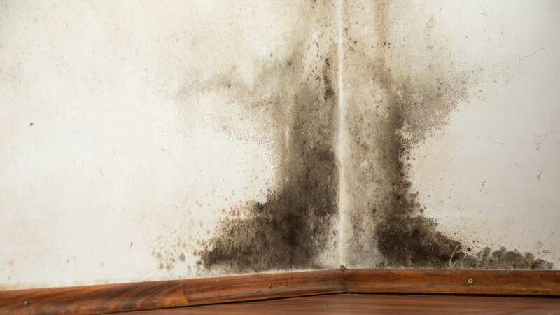 Mould has become a fast-rising problem across the UK and has health implications (Image: Getty Images/iStockphoto)