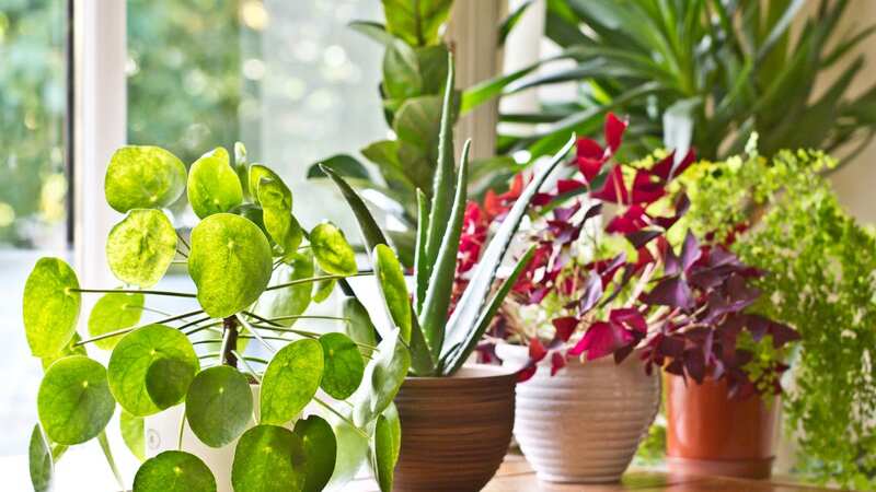 Your houseplants may not be as harmless as you thought (Image: Getty Images/iStockphoto)