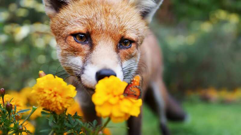 A gardening expert says he has the perfect potion to rid your garden of foxes and cats (Image: Getty Images/iStockphoto)