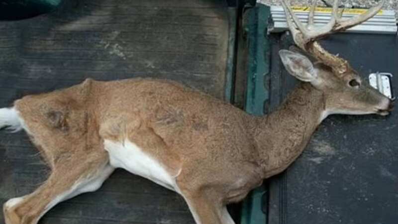The "zombie" disease is fatal to deers (Image: Mississippi Department of Wildlife, Fisheries, and Parks)