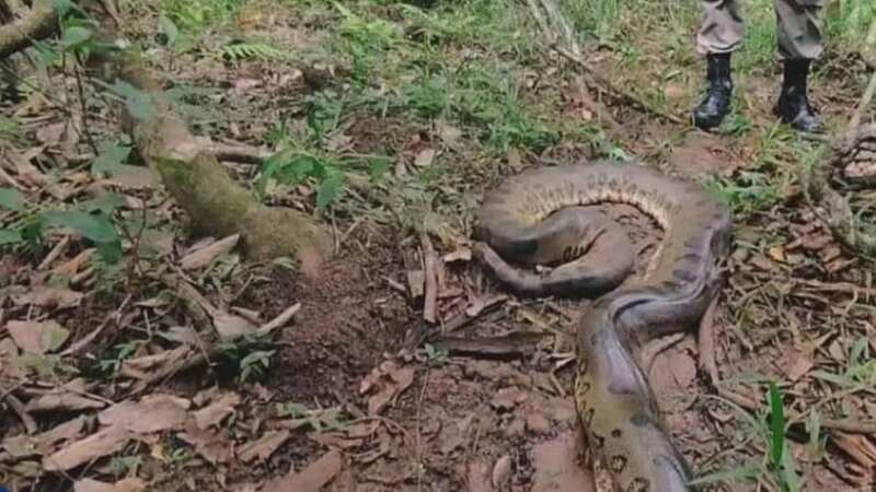 The gigantic snake was pictured after the boy had been saved (Image: Jam Press)
