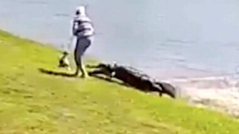 Horror moment woman walking dog is dragged to death by enormous 10ft alligator