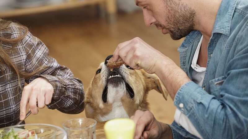 Thanksgiving foods like turkey bones and spices pose serious health risks to dogs (Image: Getty Images/Westend61)