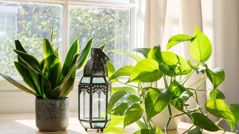 Skin experts say house plants could be essential this winter in helping keep moisture in the skin. (Image: Getty Images/iStockphoto)