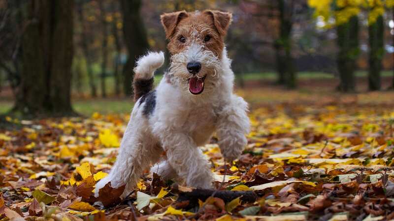 The Wire Fox Terrier hunting dog was once the most popular breed in the UK (Image: Shutterstock / TSViPhoto)