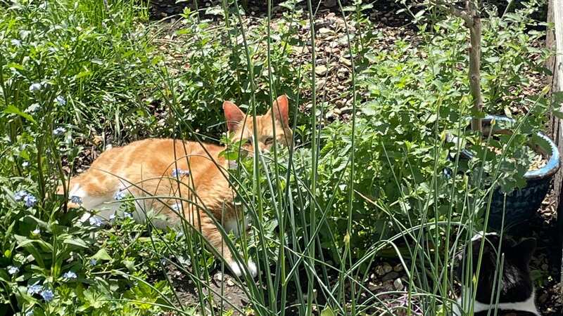 Ginger cat in garden (Stock image)