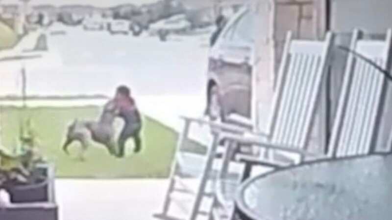 Horror dog attack on two-year-old caught on doorbell cam as pit bull mauls tot