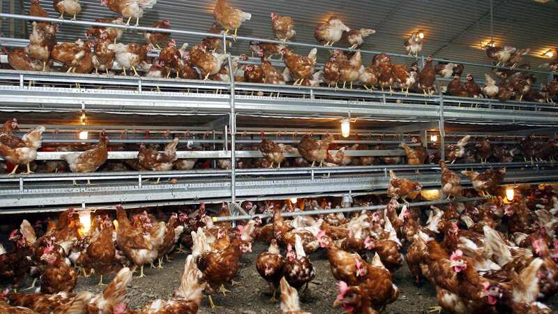 Millions of chickens are set to be culled (Image: AFP/GETTY IMAGES)