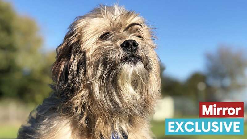 The sweet pooch has been named Chewie after staff spotted his similarity to Chewbacca (Image: RSPCA)