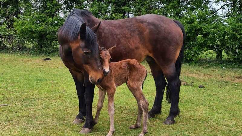 Nant Loyw Harmony with her foal before her death (Image: Penrhyn Stud/Daily Post Wales)