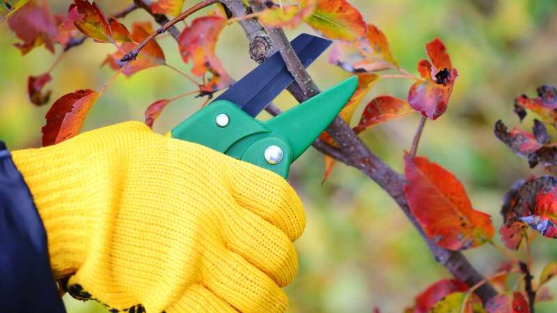 There are certain plants that need pruning now (Stock Image) (Image: Getty Images/iStockphoto)