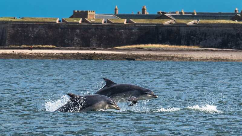 Dolphins are being caught in trawler