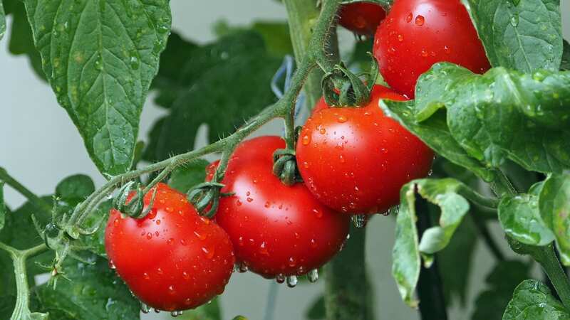 Turns out tomatoes should be off the menu in the colder months (Image: Getty Images/EyeEm)