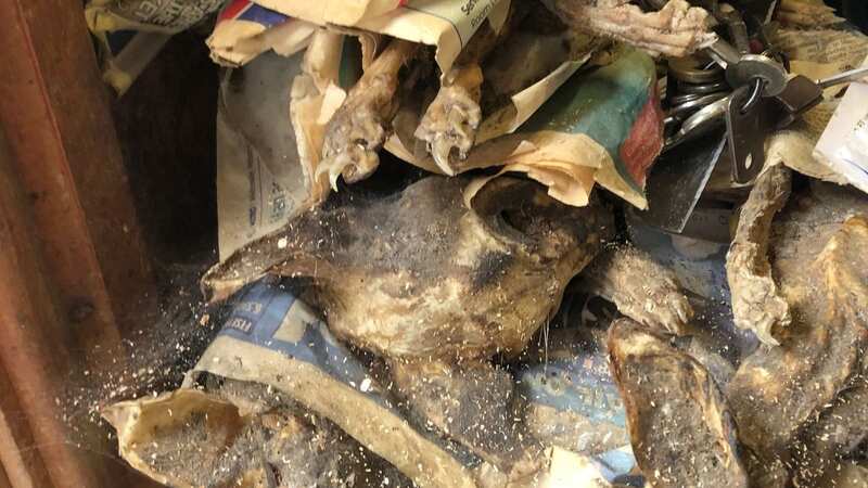 Cleaners found a pile of mummified cats in the property in Lancashire (Image: Blanchards/Triangle News)