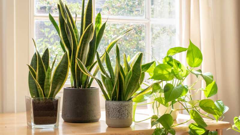 There are plenty of plants that are easy to grow inside (Image: Getty Images/iStockphoto)