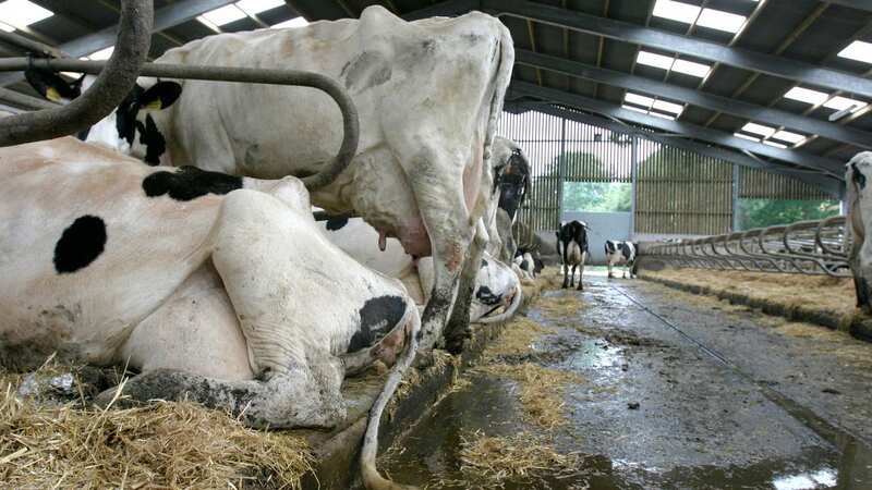 Cows on a dairy farm in the UK. File image (Image: Getty Images/iStockphoto)