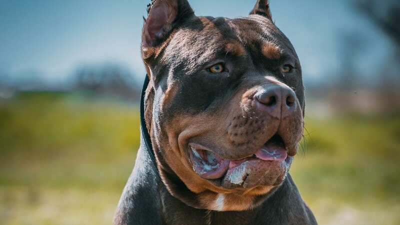 The Government announced last month that XL Bully dogs will be illegal to own unless registered on a special list of dogs from January 31 (Image: Getty Images)
