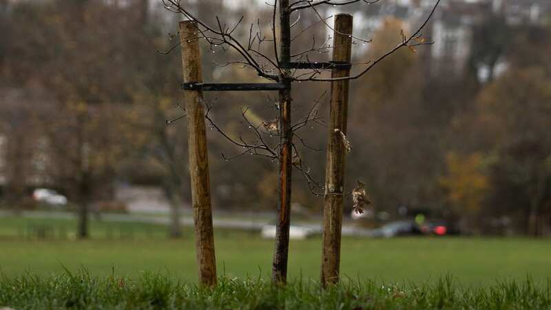 The damaged tree in Brighton (Image: Andy Gardner / Story Picture Agency)