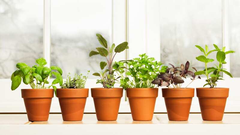 A potted herb garden by the kitchen window is ideal to pick from over the winter months. (Image: Getty Images)