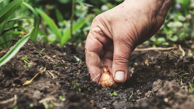 Now is the time to consider your garden ready for next year (Image: Getty Images/iStockphoto)