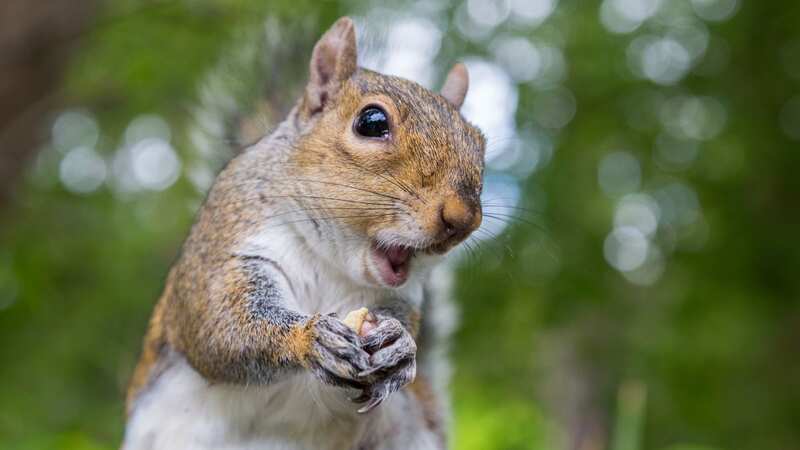 The grey squirrel is not native to Britain (Image: Getty Images)