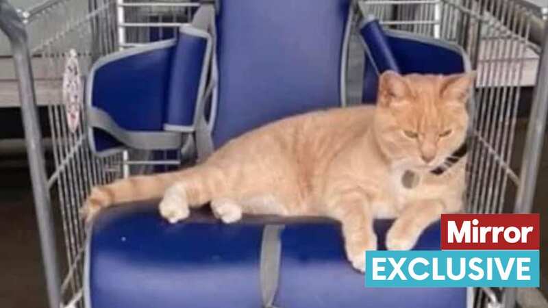 ‌One lady travelled almost two hours from Nottingham to East Yorkshire to get a glimpse of the famous cat