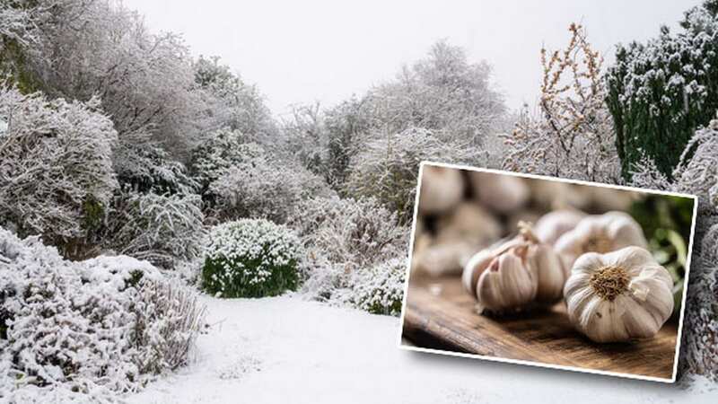 The pungent smell of garlic will repel any pesky pests without damaging your plants. (Image: Getty Images)