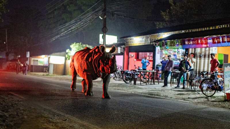 A rhino on a busy street in Nepal (Image: BBC Studios/Fredi Devas)