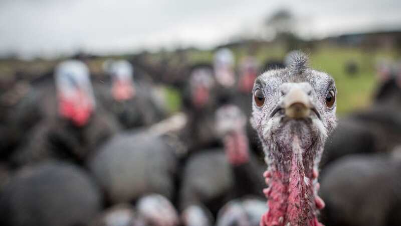 If anyone has been offered live or butchered turkey in suspicious circumstances, they should contact the police (Image: Getty Images)