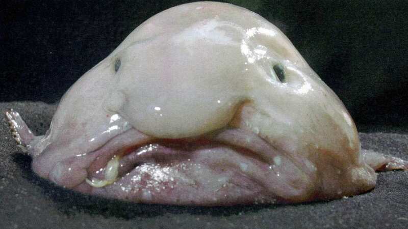 The blobfish is known for its funny appearance (Image: Copyright unknown)