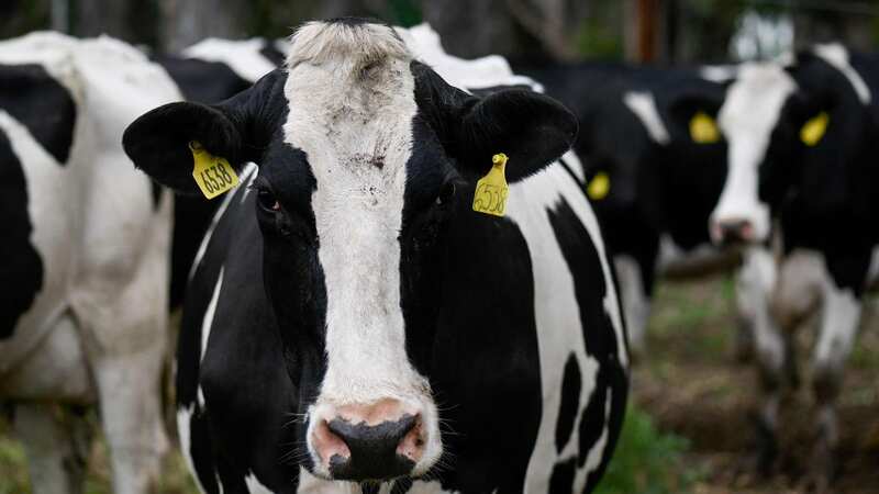 A cow attack in Staffordshire left two women in hospital (stock image) (Image: AFP via Getty Images)
