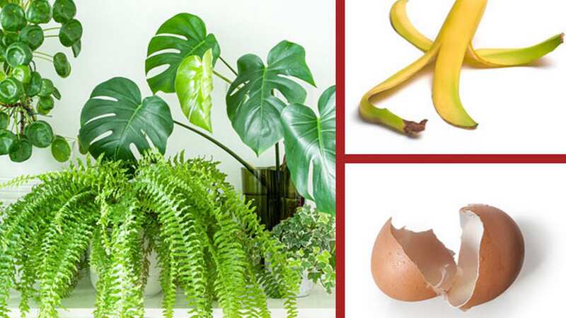 Give your houseplants an added boost by creating a homemade fertiliser using banana peels, or a dose of calcium with crushed eggshells (Image: Getty Images)
