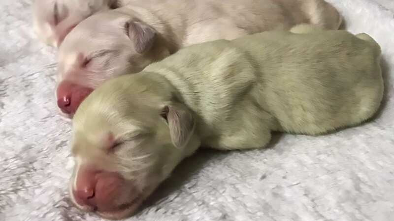 The owner was amazed by the puppy