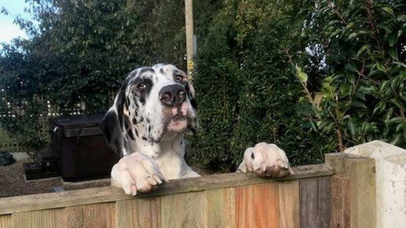 Eve was constantly in tears after suffering several issues with her eye (Image: Eastcott Vet Referrals / SWNS)