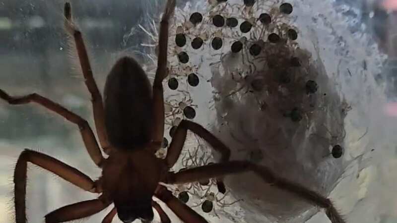Woman lets giant spider hatch hundreds of babies in bedroom to conquer fear