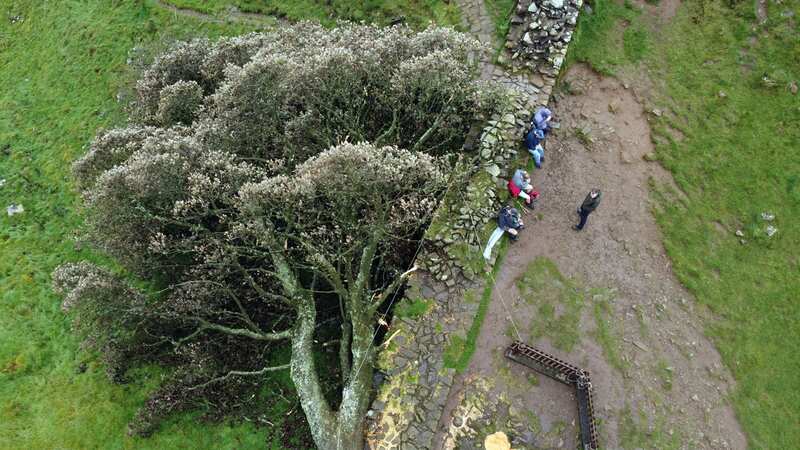 Walkers stop for lunch at the base of the felled Sycamore Gap tree in Northumberland (Image: No credit)