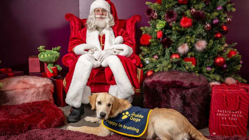 Four hard-working guide dog puppies in training were treated to a rare, festive day off - to go and meet Santa Paws (Image: PinPep)