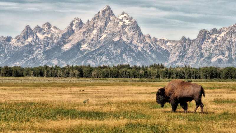 For a starting bid of nearly £70 million a Wyoming national park property could be yours (Image: Getty Images)