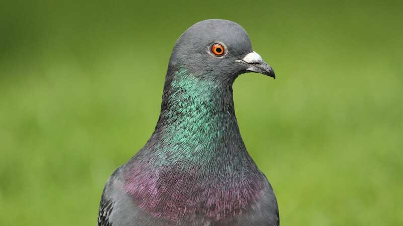 Medics believe the girl may have caught the disease from touching pigeon faeces (Image: Getty Images)